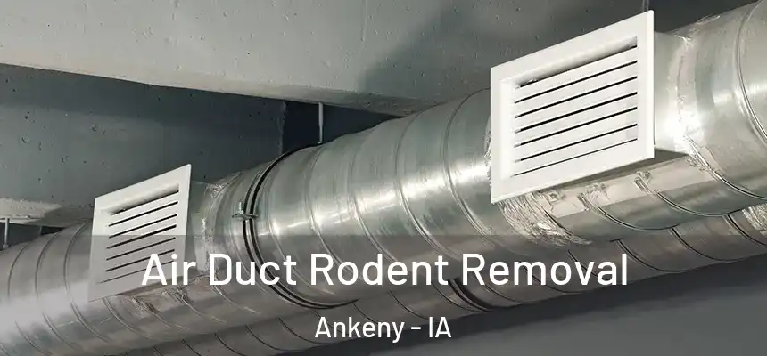 Air Duct Rodent Removal Ankeny - IA
