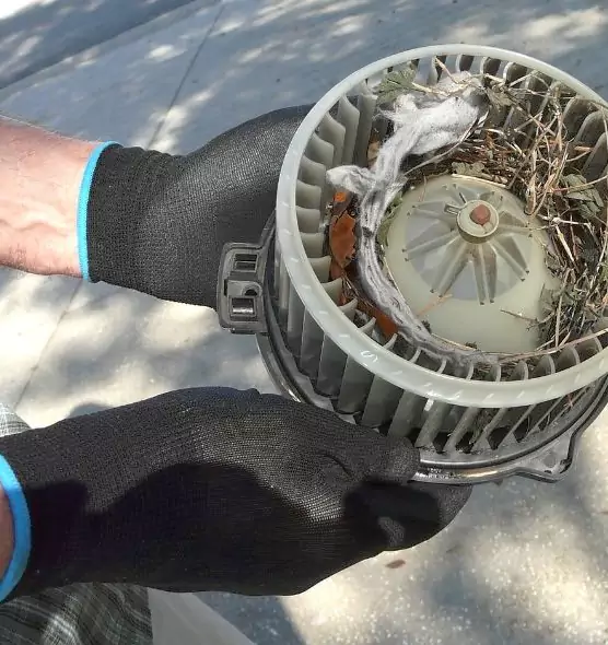 About Air Duct Rat Removal in Ankeny, IA