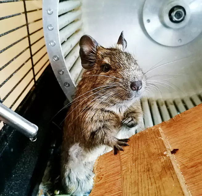 Why Homeowners & Businesses Trust Us Ankeny, IA?